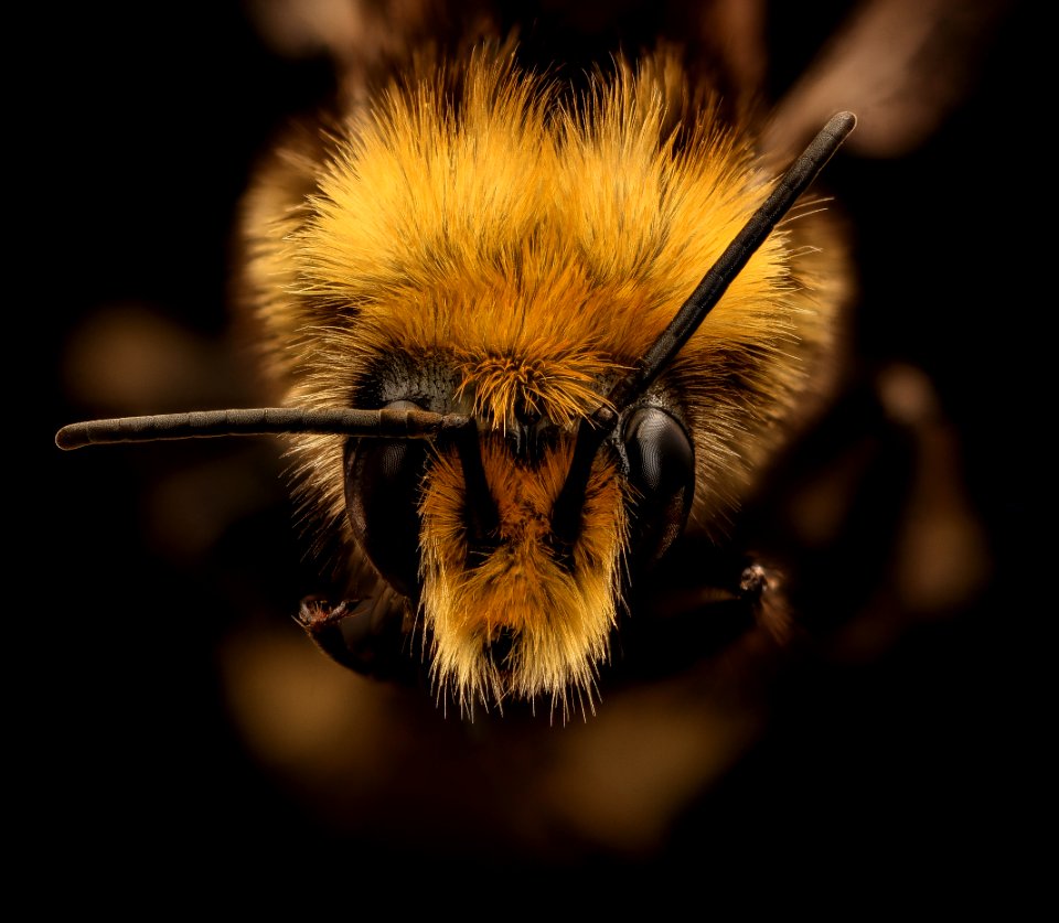 Bombus vosnesenskii, m, face, Mariposa, CA 2017-07-19-13.57