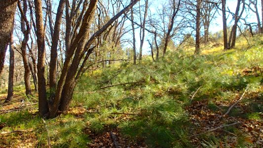 Oak woodland after the CCC’s cut down encroaching conifers