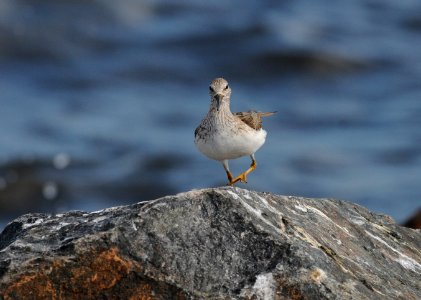 Xenus cinereus