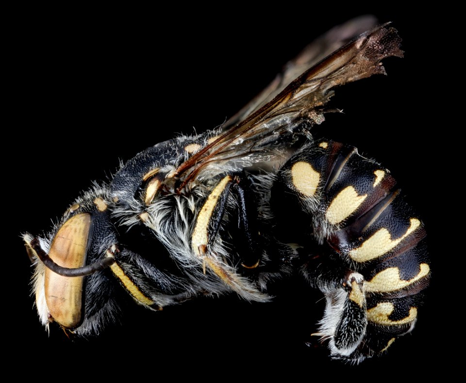 Anthidium maculifrons, M, side, Florida, St. Johns County 2013-02-06-14.13.12 ZS PMax