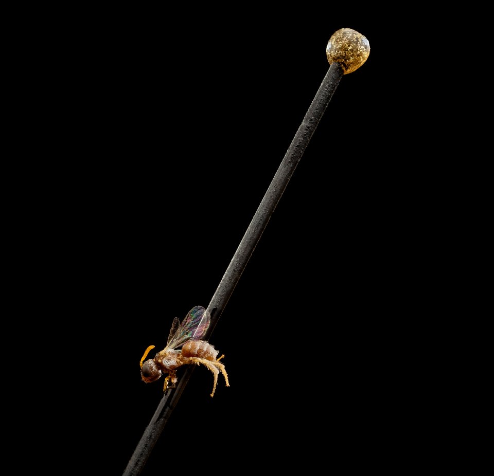 Chiasmognathus cf gussakovskii, u, tadjikistan, sidefar 2014-11-01-20.20.02 ZS PMax