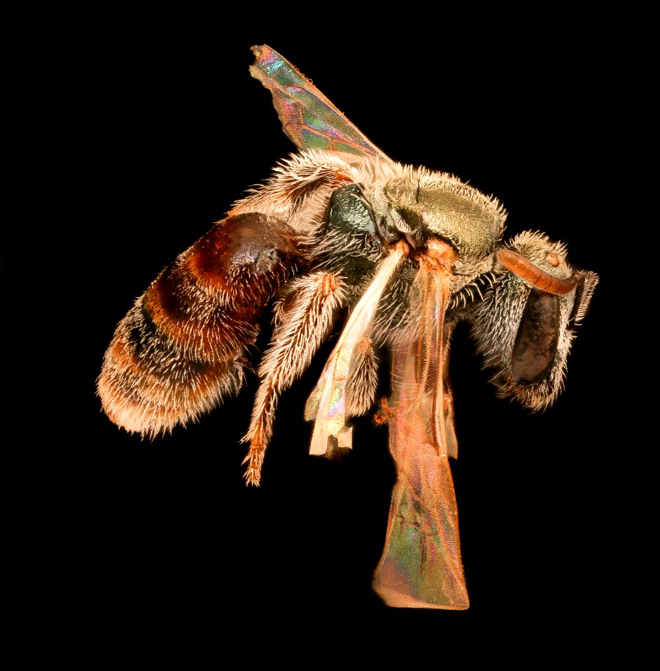 Lasioglossum hudsoniellum, f, right, Pennington, SD 2018-11-16-12.56.10 ZS PMax UDR