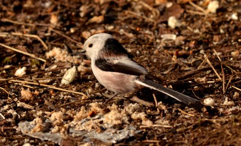 Aegithalos caudatus