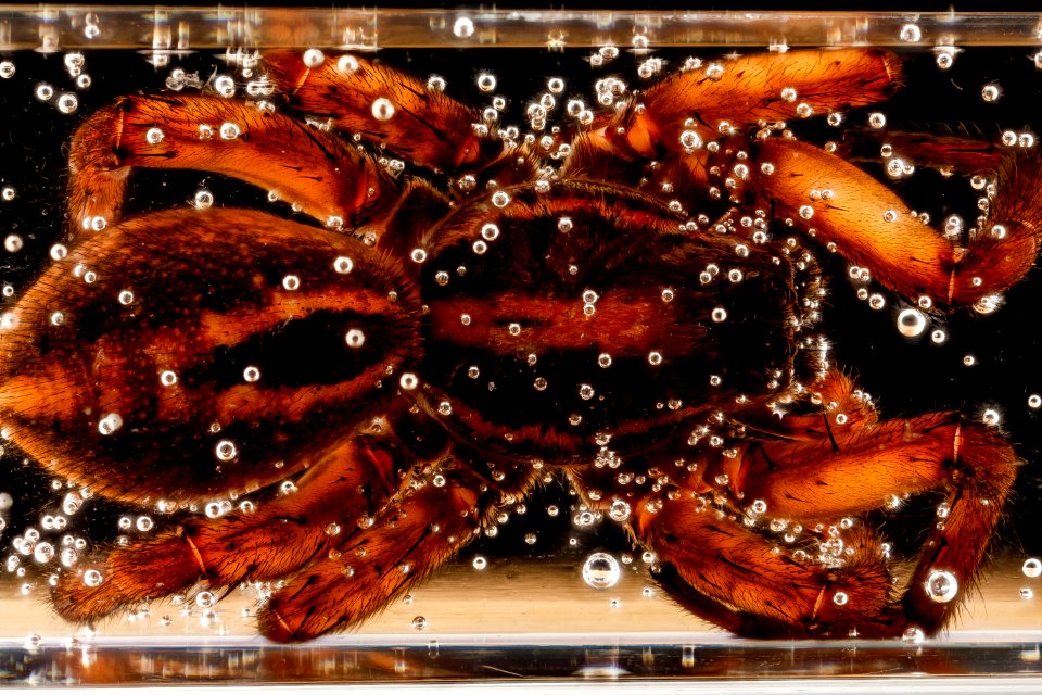 Schizocosa avida, 2012-10-04-15.32.58 ZS PMax