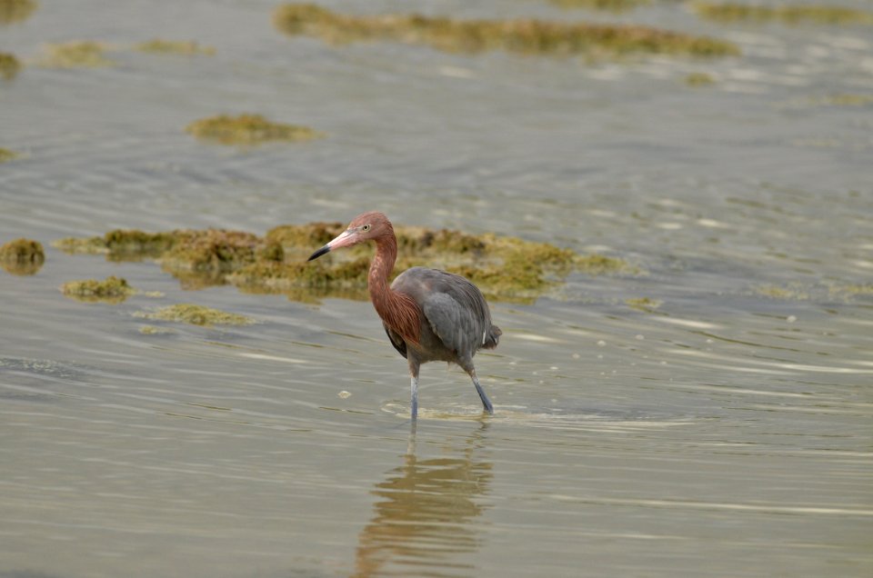 Egretta rufescens
