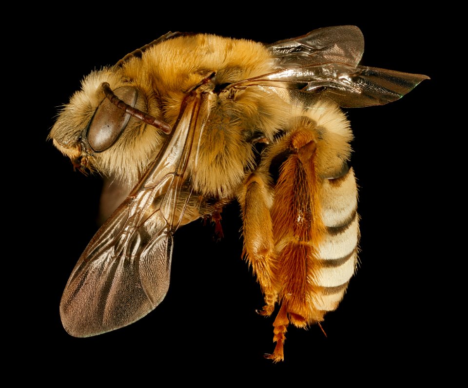 Eucera aragalli, f, side, Pennington Co, South Dakota 2015-12-01-13.34 photo