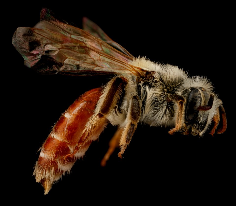 Andrena andrenoides, F, side, South Dakota, Pennington County 2012-12-12-14.20.16 ZS PMax