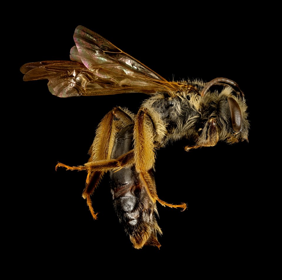 Andrena confederata, f, side, Pr Georges Co, MD 2016-03-16-11.44