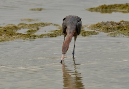 Egretta rufescens