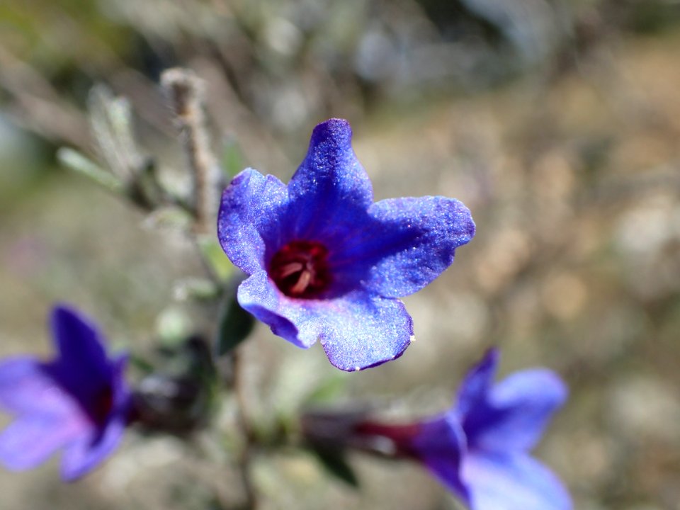 FLORES DE LA RIBERA DEL DUERO VALLADOLID
