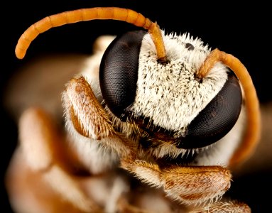 Nomia species, m, oman, face 2014-08-09-19.26.02 ZS PMax photo