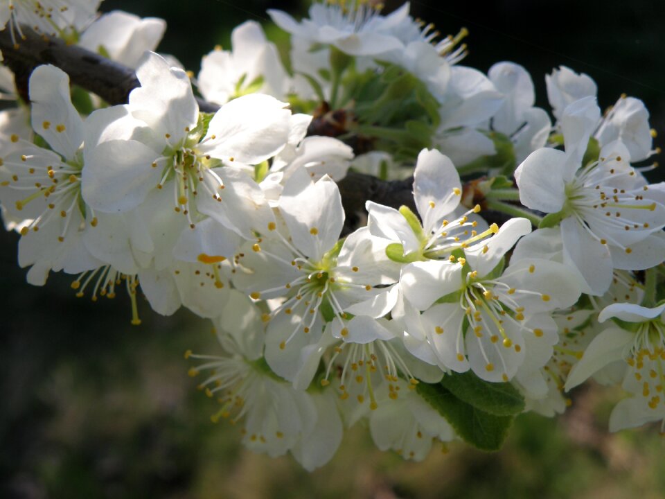 Spring cherry white