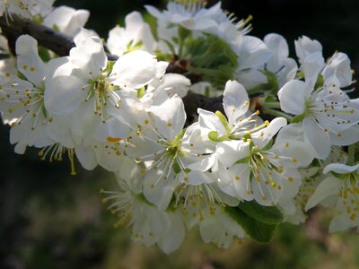 Spring cherry white photo