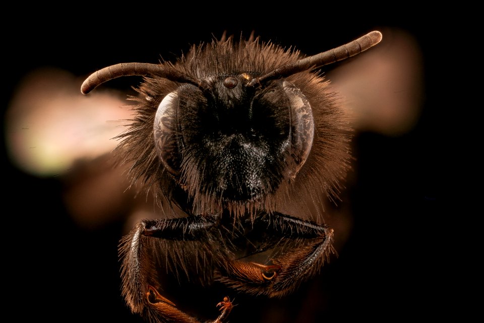 Andrena vanduzeei, f, face, Mariposa, CA 2017-06-01-13.12