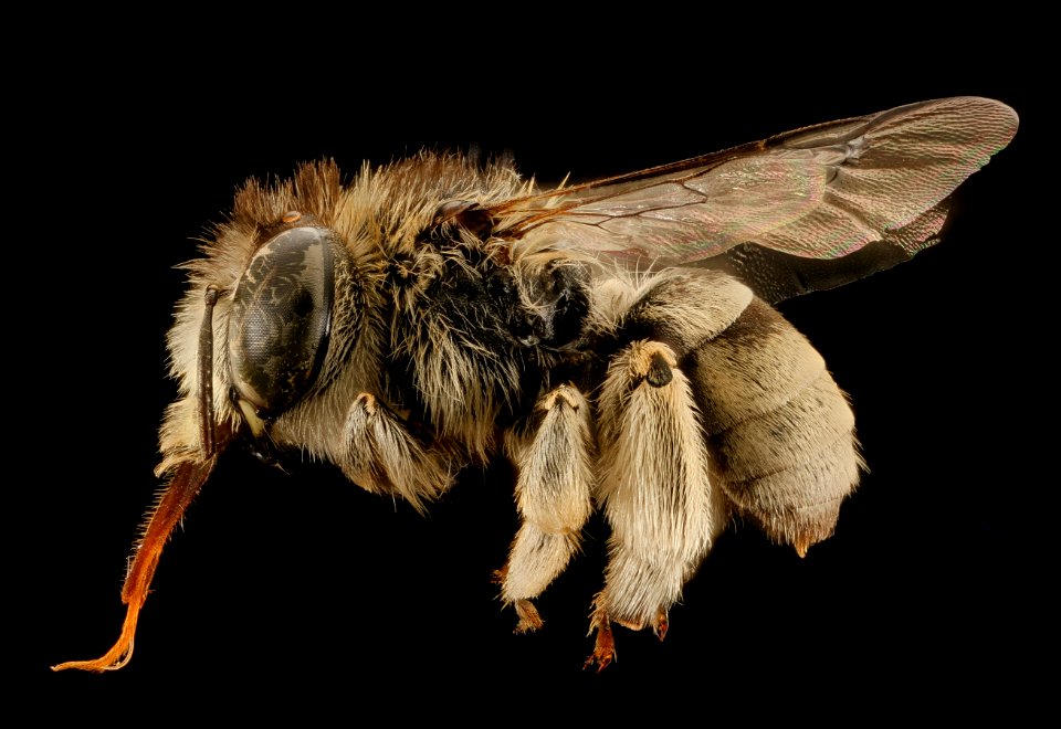 Anthophora exigua, m, left, Mariposa CA 2017-07-19-12.40.57 ZS PMax UDR