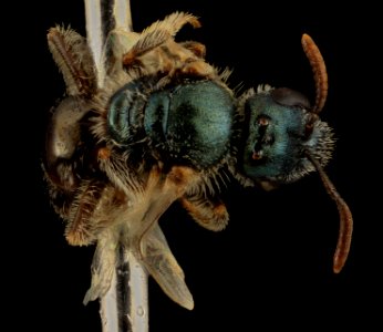 Lasioglossum longifrons, F, Back1, Georgia, Camden County 2014-04-17-12.56.10 ZS PMax