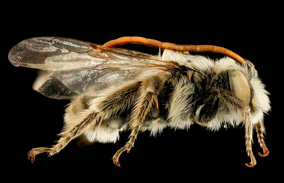 Melissodes lupina,m,side,Lincoln Co, WY 2016-02-25-12.14