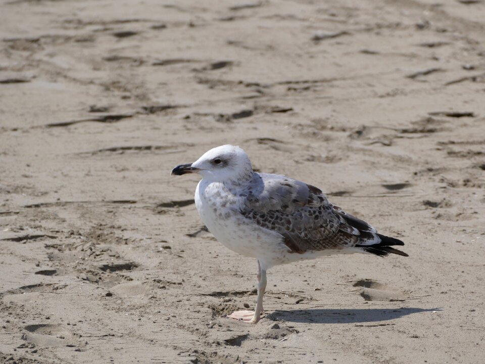 Animal coast seevogel