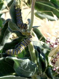 Monarch caterpillars