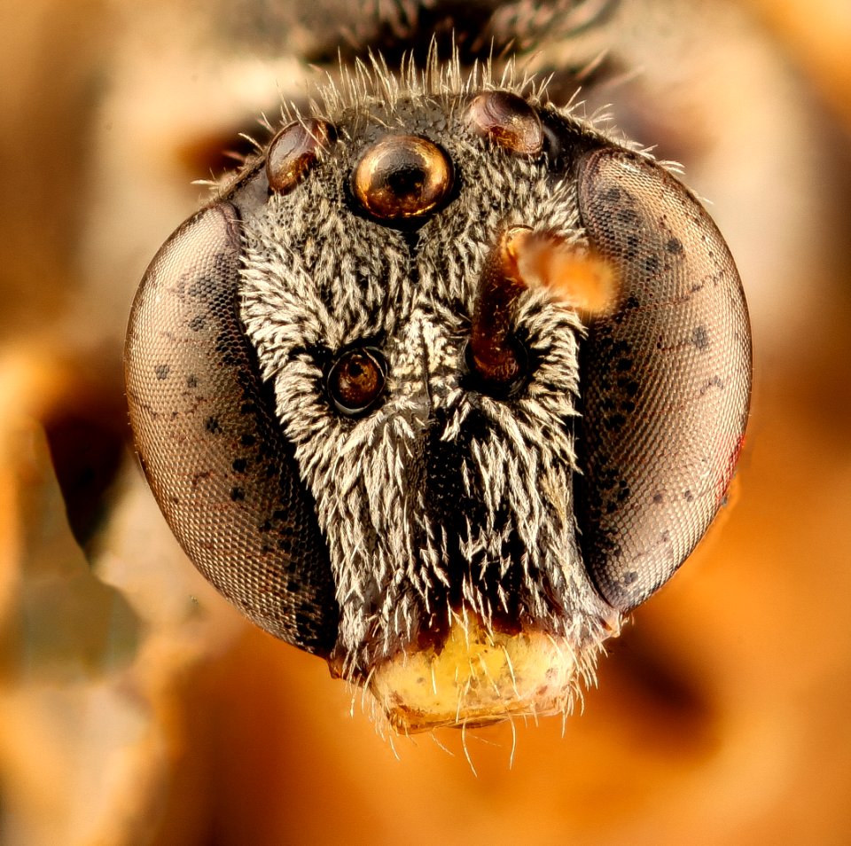 Lasioglossum texanum, m, face Pennington Co., SD 2018-06-20-12.29.38 ZS PMax UDR