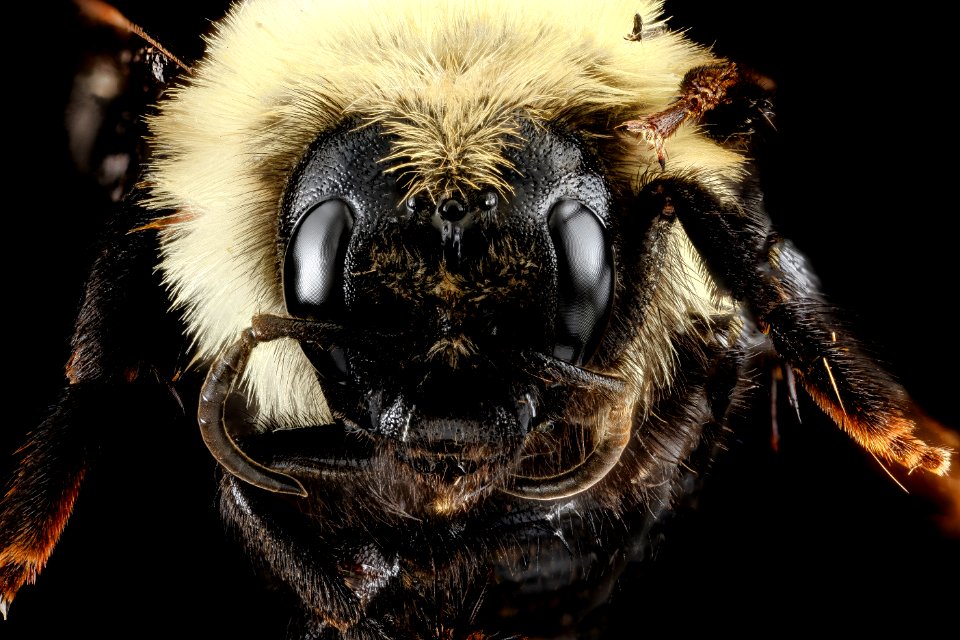 Bombus citrinus, U, face, Maryland, Caroline County 2013-03-12-14.27