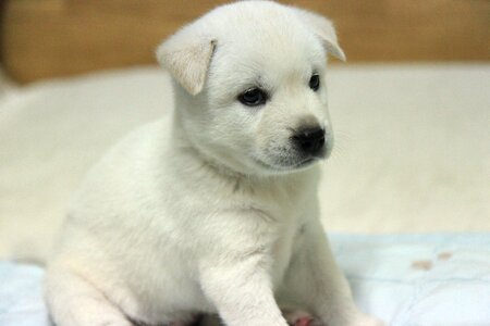 Dog puppy white fur
