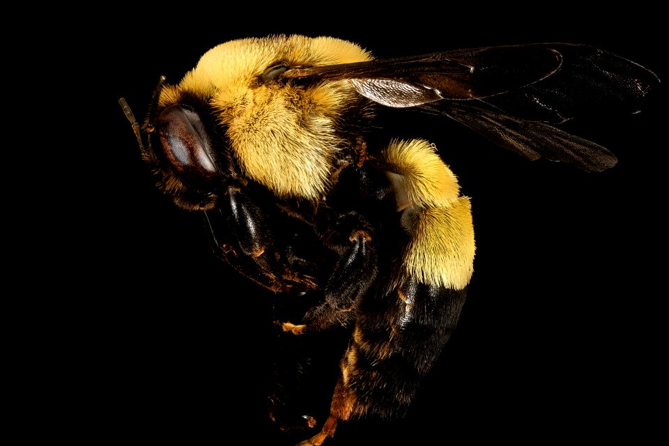 Bombus fraternus, m, left side, Charleston Co., SC 2016-09-14-11.30