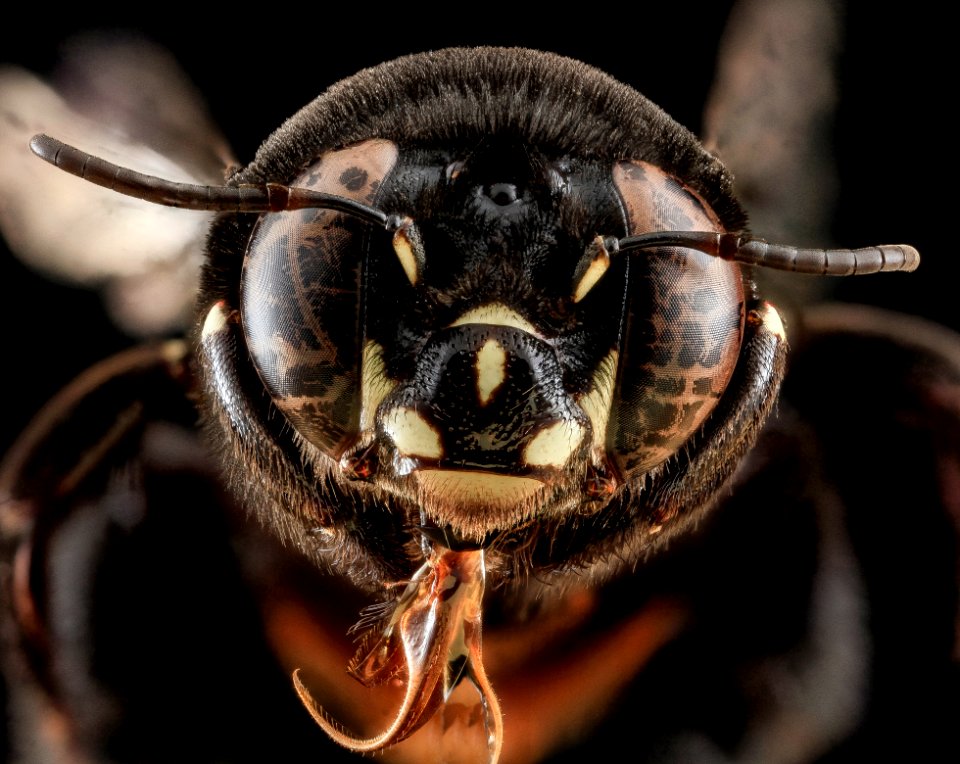 Centris haemorrhoidalis, F, Face, Puerto Rico 2013-06-27-15.24.44 ZS PMax