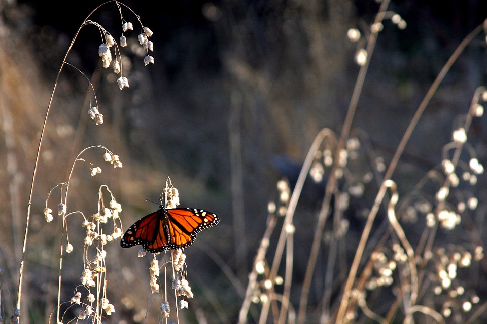 A monarch butterfly at Lighthouse Field State Beach in Santa Cruz, California.