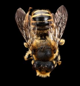 Megachile centuncularis, m, back, Cleveland, OH 2018-06-20-13.24.09 ZS PMax UDR