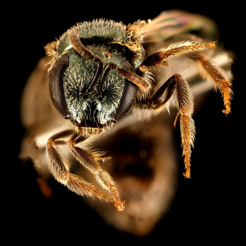 Lasioglossum microlepoides, F, Face, AZ, Pima County 2015-08-25-11.48.19 ZS PMax UDR