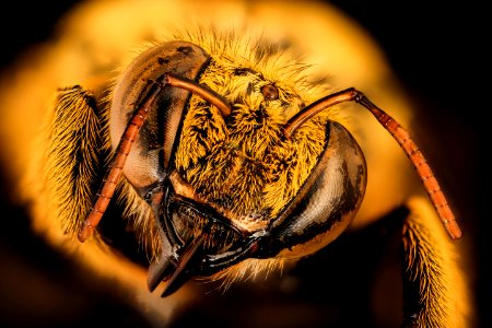 Xyclocopa caffra, m, face, Kruger NP, South Africa 2018-07-17-21.23.09 ZS PMax UDR