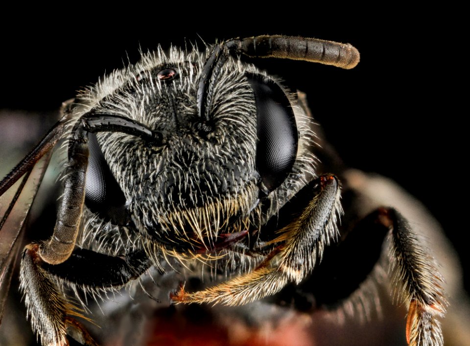 Sphecodes species, F, Face, MD, Cecil County 2013-07-08-19.01.13 ZS PMax