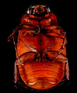 June bug 2, U, Underside, Upper Marlboro, MD 2013-07-03-15.01.42 ZS PMax