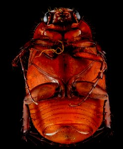 June bug 2, U, Underside, Upper Marlboro, MD 2013-07-03-15.01.42 ZS PMax photo