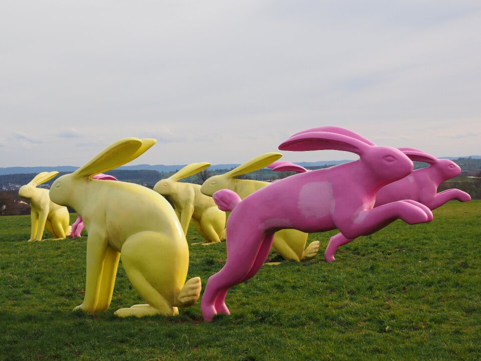 Yellow pink seat and flitz rabbits