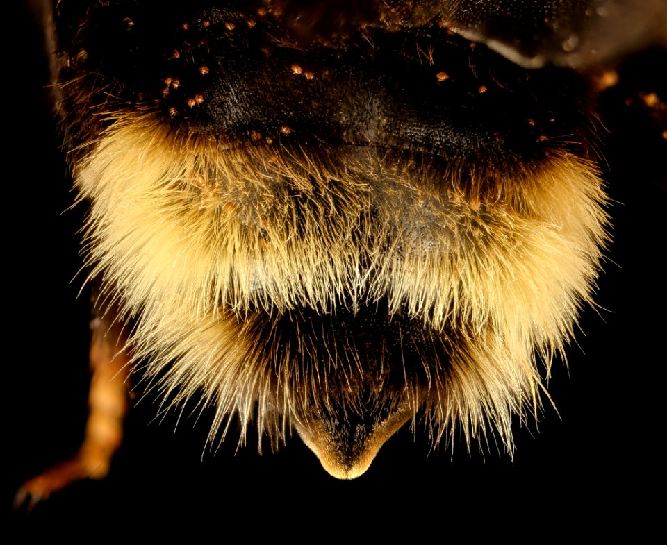 Bombus ashtoni, f, tail, albany, mccabe 2017-02-01-13.00