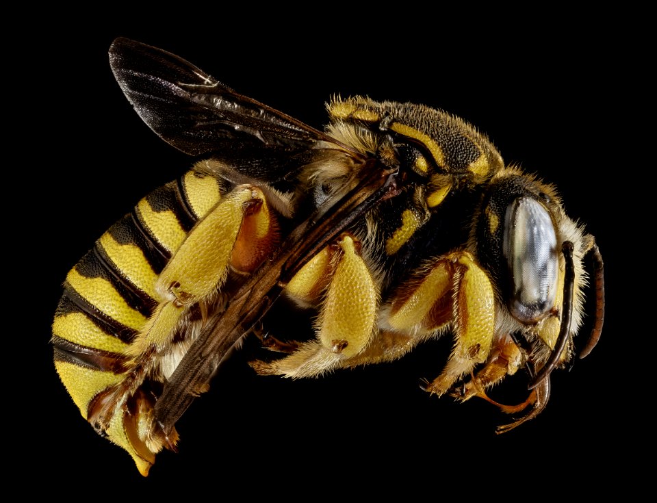 Trachusa dorsalis, M, Side, GA, Baker County 2015-01-12-11.26.22 ZS PMax