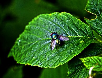 Green insect fly