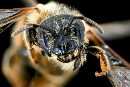 Melitta eickworti, f, face, Giles Co. Virginia 2019-12-18-10.59.57 ZS PMax UDR photo