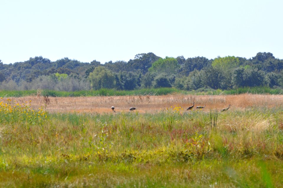 Foraging sandhill cranes at Stone Lakes National Wildlife Refuge