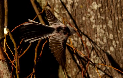 Aegithalos caudatus