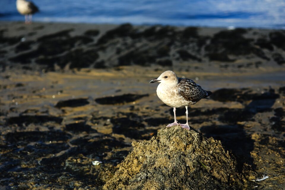 Sand beach animals photo