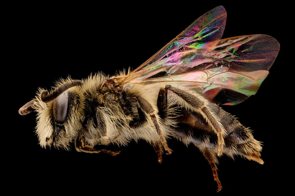 Andrena nasonii, m, left, Pr. George's, MD 2018-05-29-14.45