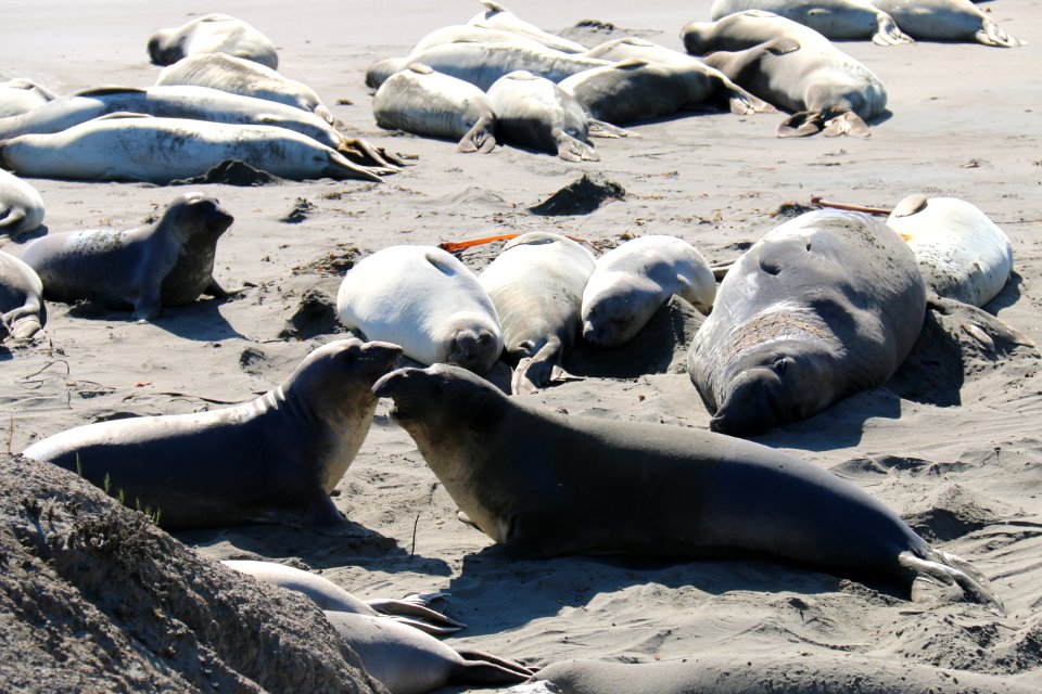 Elephant seals in San Luis Obispo County