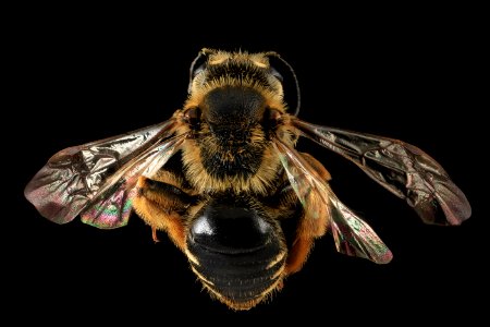 Andrena hippotes, Female, Back, Maryland 2013-05-31-18.33.40 ZS PMax