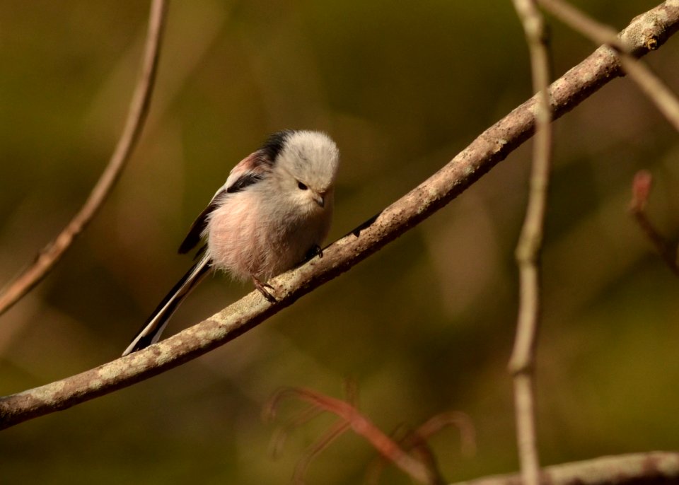 Aegithalos caudatus