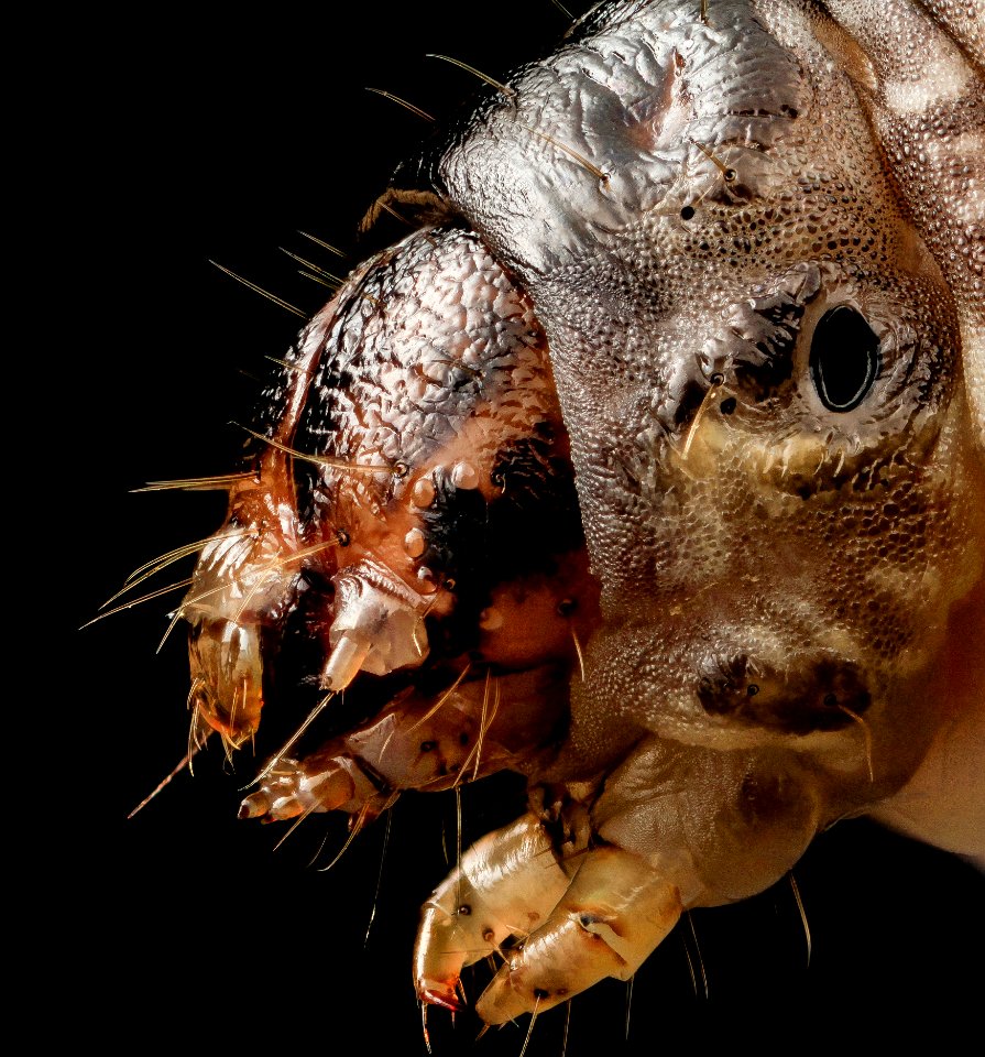 black cutworm, top 2014-06-04-19.53.29 ZS PMax