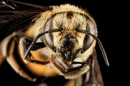 Megachile melanopyga, F, Face, Greece, Aegean Islands, Lesvos, Mytilene 2015-03-06-12.43.45 ZS PMax photo