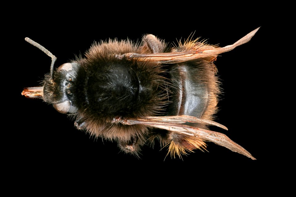 Bombus ruderarius, f, back, Podunajska, Slovakia 2020-02-17-15.46.37 ZS PMax UDR